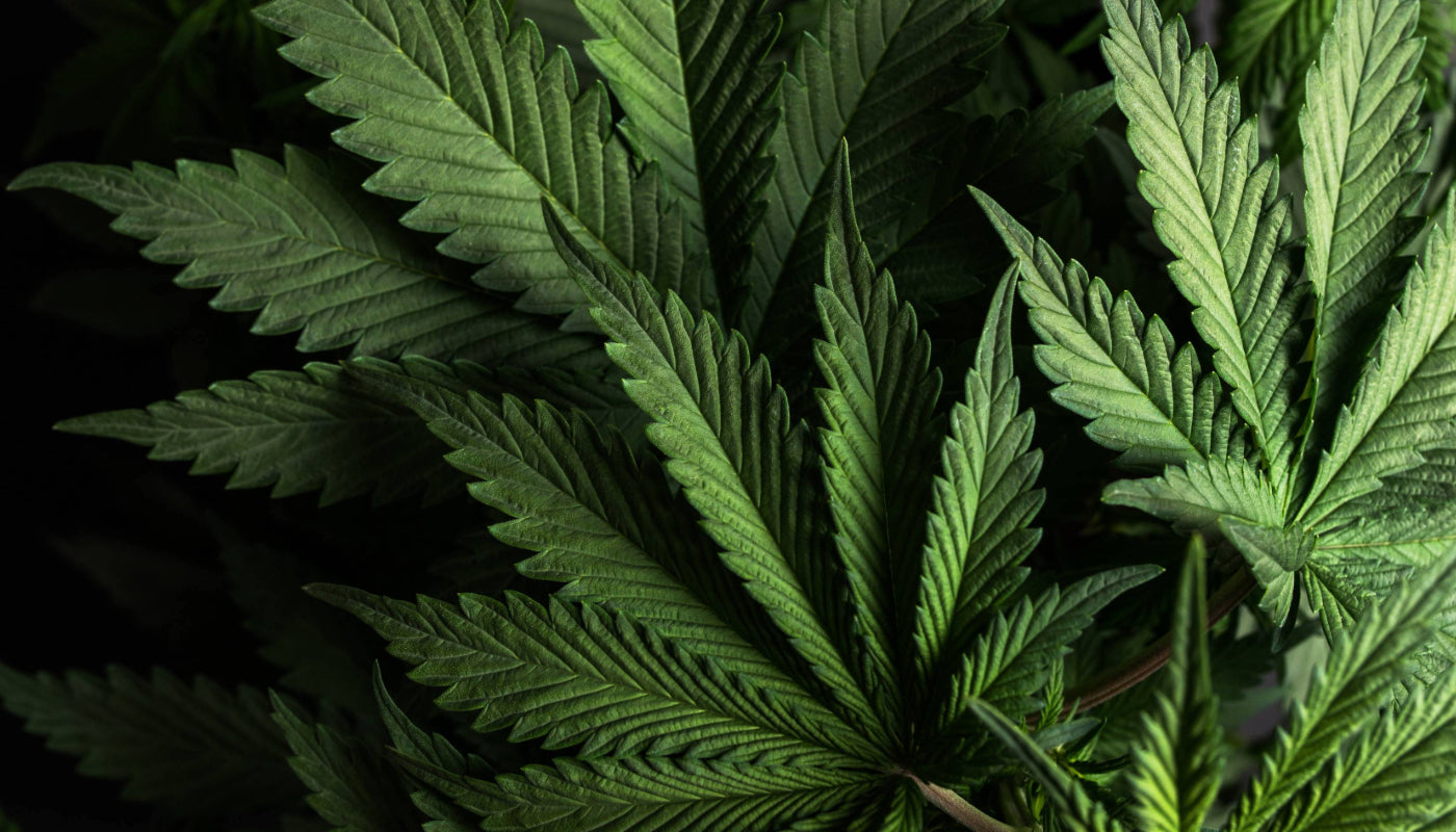 Der vollständige Leitfaden für Growbox Komplettsets GoGrow