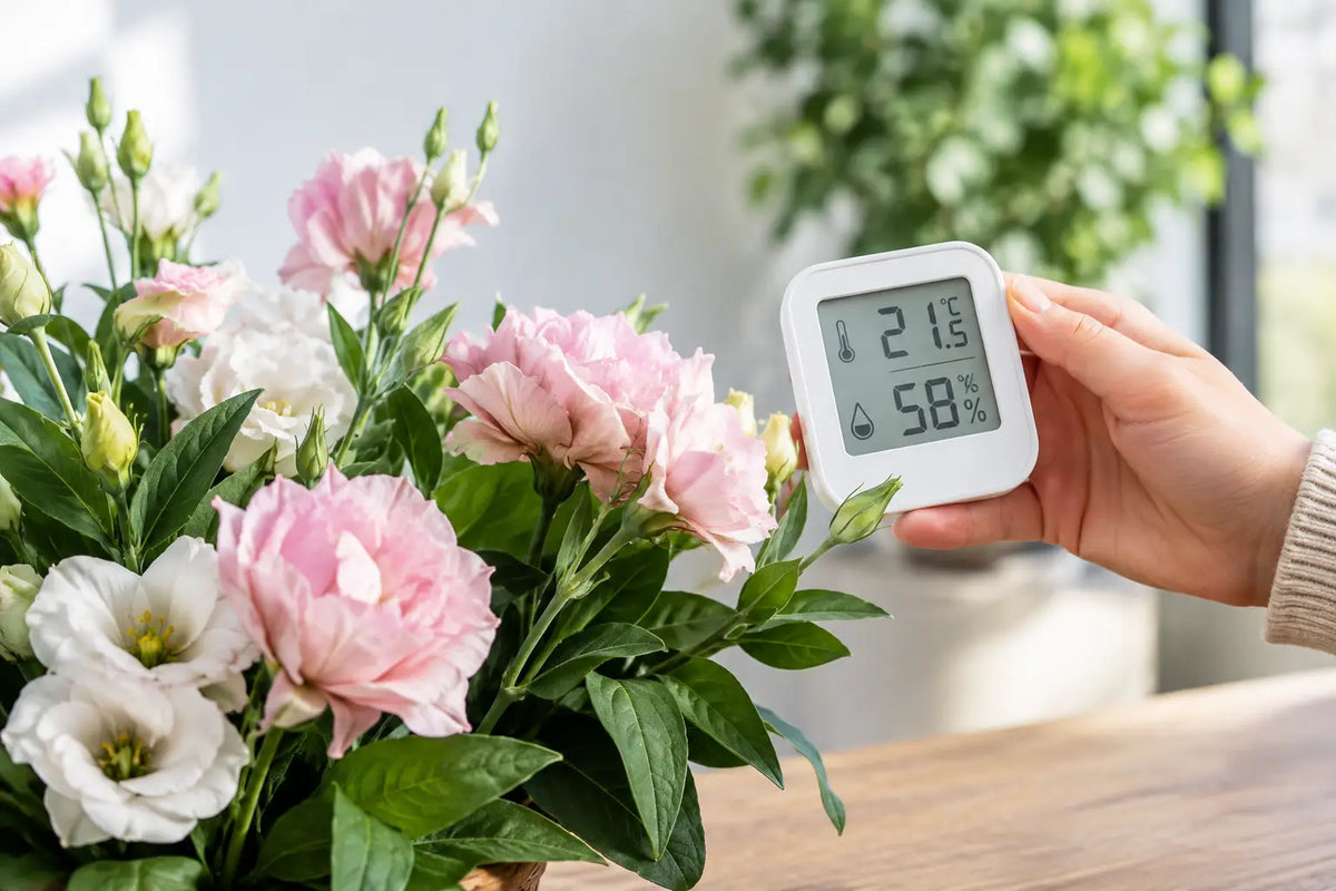 Schimmel in Blüten vermeiden mit dem richtigen Klima