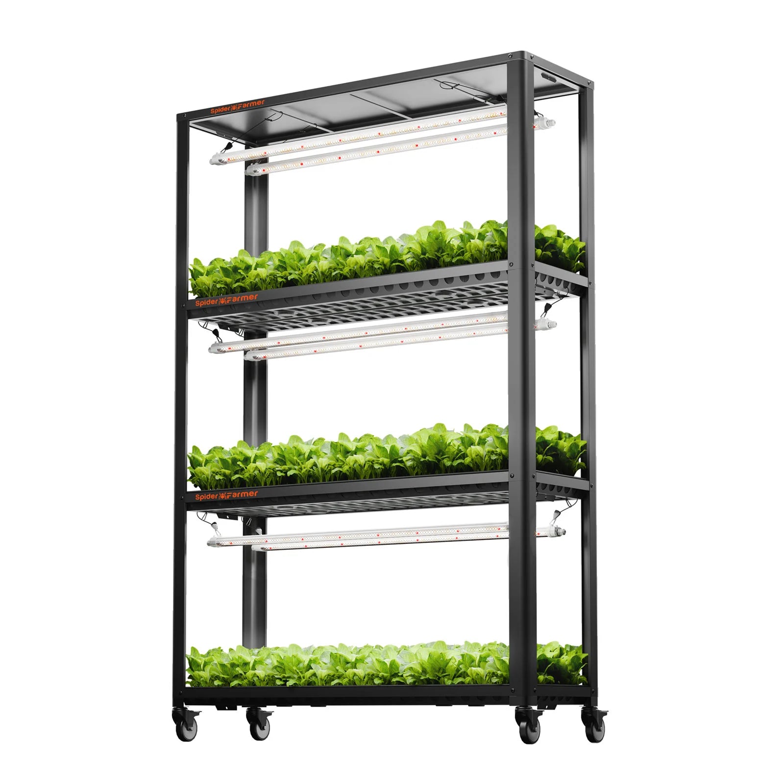 Anzucht/Stecklinge Pflanzenregal (118x40x180 cm) mit 3x Glow80 LEDs 240 Watt